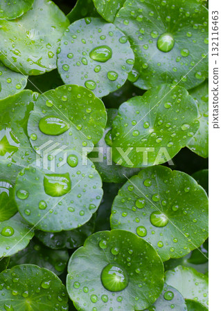 Green leaves of centella asiatica with rain drop (Gotu Kola) Fresh herb plant Green leaves of centella asiatica with rain drop (Gotu Kola) Fresh herb plant 132116463