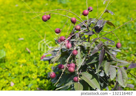 Red longan fruits growing on a small tree Red longan fruits growing on a small tree 132116467