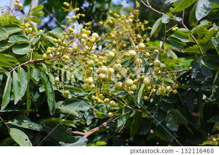 Young green longan fruits growing in clusters on a tree branch Young green longan fruits growing in clusters on a tree branch 132116468