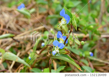 植物： 鴨蹠草科，白晝花 132116499