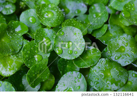 Green leaves of centella asiatica with rain drop (Gotu Kola) Fresh herb plant 132116641