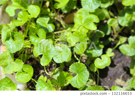 Fresh green Gotu Kola leaves growing in a plastic container under sunlight. 132116653