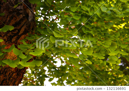 Green leaves of ginkgo tree 132116691