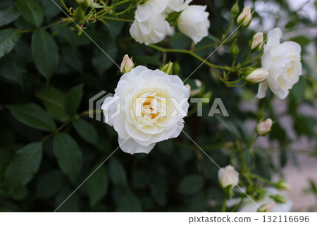 A beautiful rose bush in a public park in Japan 132116696