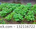 Potato plants growing in the garden 132116722