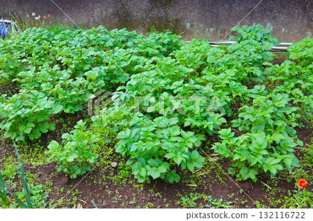 Potato plants growing in the garden 132116722