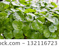 Green leaves of centella asiatica with rain drop (Gotu Kola) Fresh herb plant 132116723