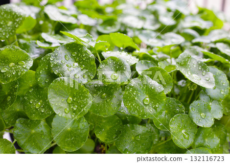 Green leaves of centella asiatica with rain drop (Gotu Kola) Fresh herb plant 132116723