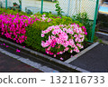 Colorful flowers blooming along the sidewalk in Japan with a pigeon walking nearby 132116733