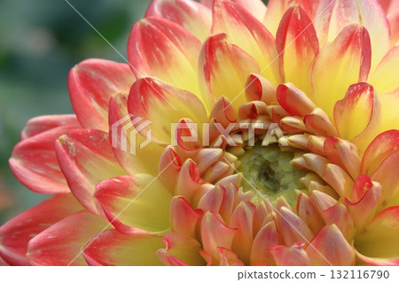 五顏六色的大花 132116790