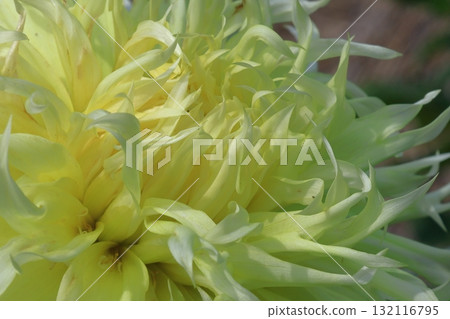 五顏六色的大花 132116795