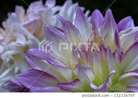 五顏六色的大花 132116797