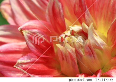 五顏六色的大花 五顏六色的大花 132116836