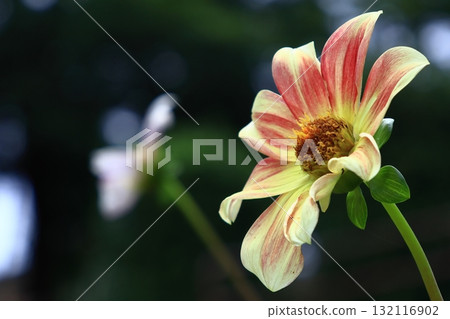 Colorful large flower 132116902