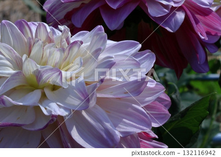 五顏六色的大花 132116942