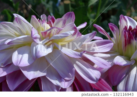 五顏六色的大花 五顏六色的大花 132116943