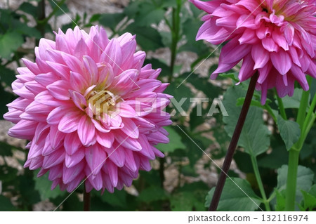 五顏六色的大花 132116974