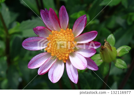 Colorful large flower 132116977