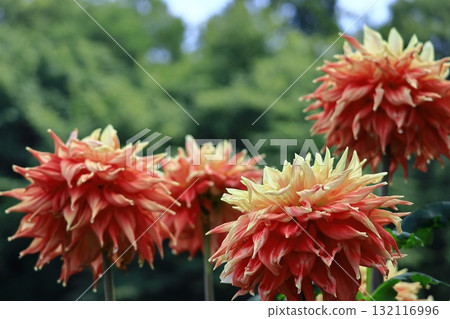 五顏六色的大花 132116996