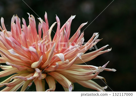 五顏六色的大花 132117000