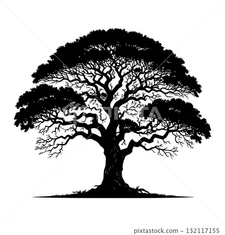 Savanna Acacia Tree Black Silhouette Vector Illustration 132117155