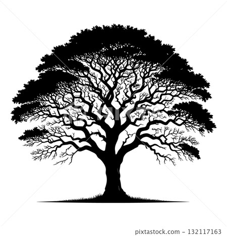 Savanna Acacia Tree Black Silhouette Vector Illustration 132117163