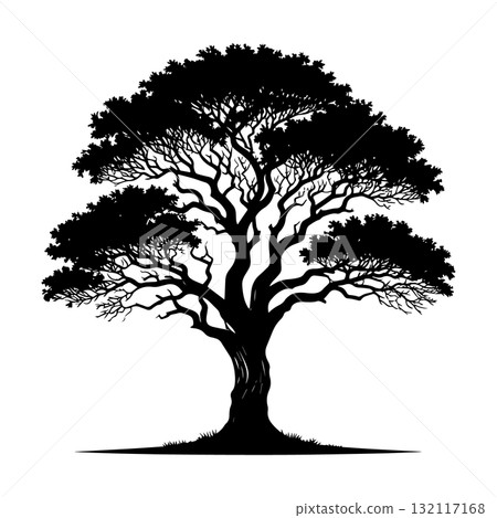 Savanna Acacia Tree Black Silhouette Vector Illustration Savanna Acacia Tree Black Silhouette Vector Illustration 132117168