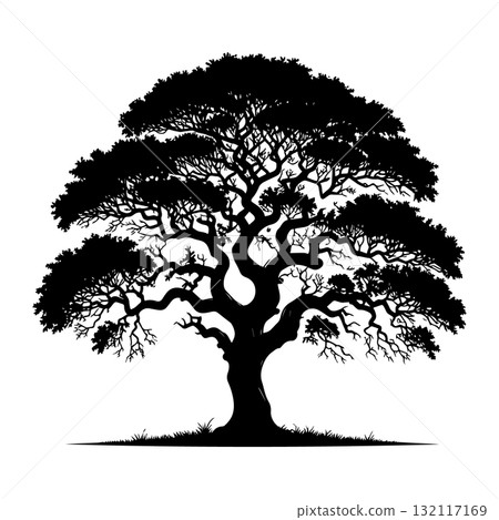 Savanna Acacia Tree Black Silhouette Vector Illustration 132117169