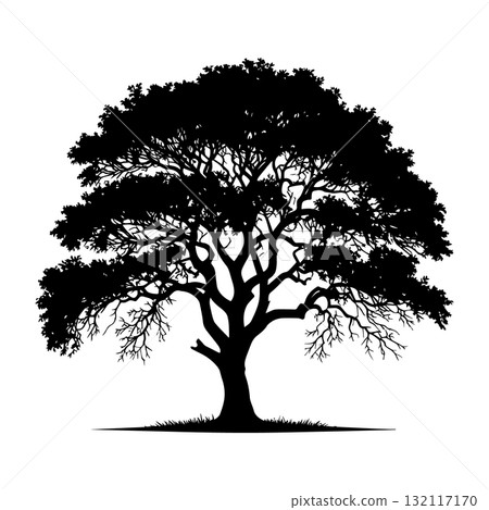 Savanna Acacia Tree Black Silhouette Vector Illustration Savanna Acacia Tree Black Silhouette Vector Illustration 132117170