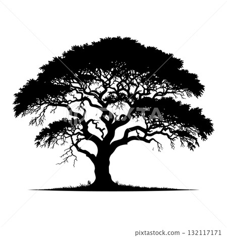 Savanna Acacia Tree Black Silhouette Vector Illustration 132117171