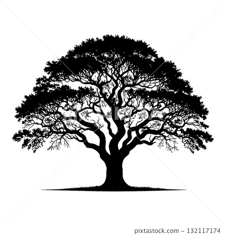 Savanna Acacia Tree Black Silhouette Vector Illustration 132117174