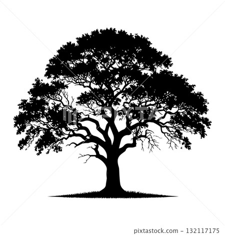 Savanna Acacia Tree Black Silhouette Vector Illustration Savanna Acacia Tree Black Silhouette Vector Illustration 132117175