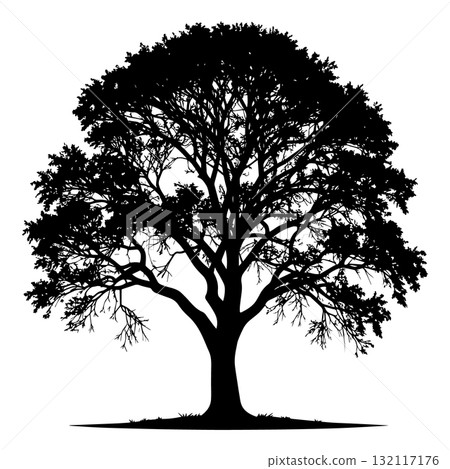 Savanna Acacia Tree Black Silhouette Vector Illustration 132117176