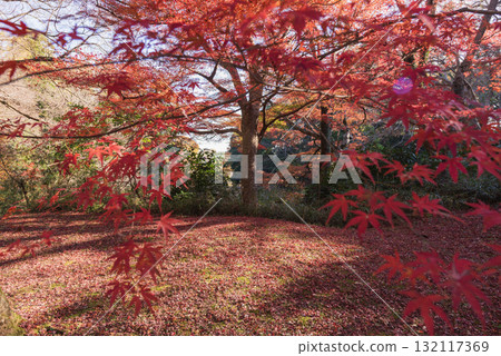 鮮紅的秋葉 132117369