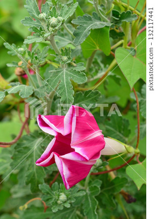 植物：牽牛花，旋花科 132117441