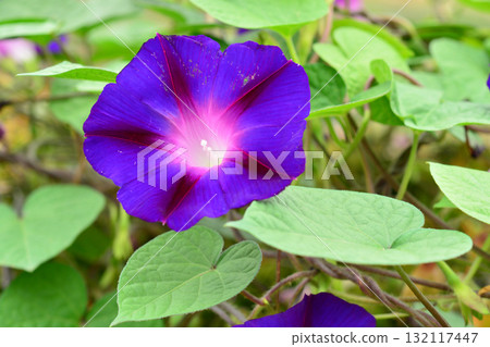 Plant: Morning glory, Convolvulaceae 132117447