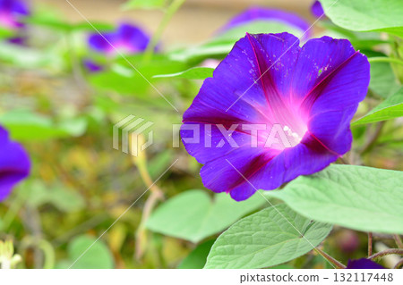 植物：牽牛花，旋花科 132117448