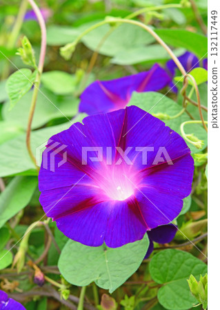 植物：牽牛花，旋花科 132117449