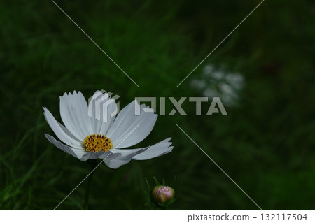 Bloom in the autumn wind 132117504