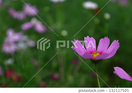 Bloom in the autumn wind Bloom in the autumn wind 132117505