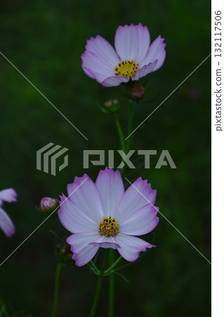 在秋風中綻放 132117506