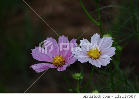 在秋風中綻放 132117507