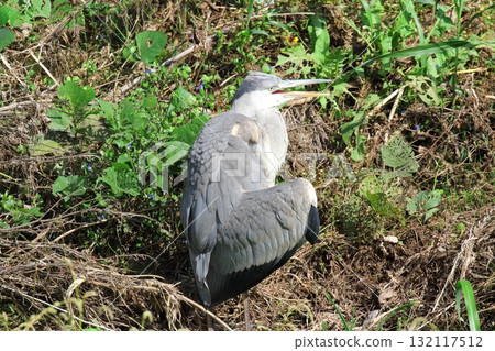 灰鷺 132117512