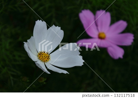 Bloom in the autumn wind Bloom in the autumn wind 132117518