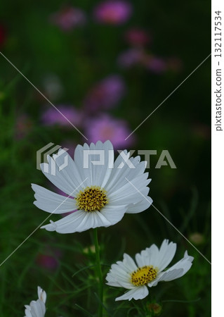 Bloom in the autumn wind 132117534