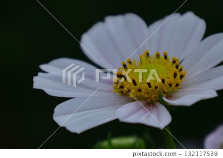 Bloom in the autumn wind Bloom in the autumn wind 132117539