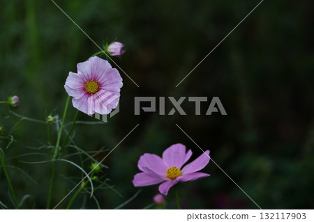 Bloom in the autumn wind Bloom in the autumn wind 132117903