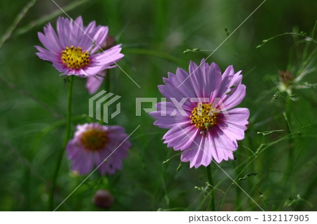 Bloom in the autumn wind Bloom in the autumn wind 132117905