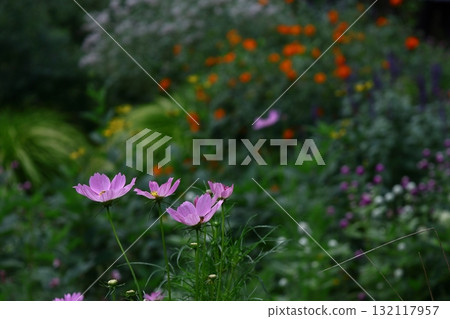 Bloom in the autumn wind Bloom in the autumn wind 132117957