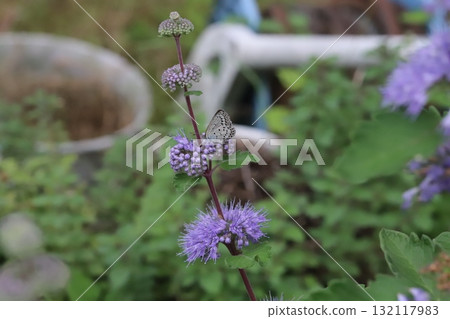 一隻蝴蝶從秋天花園裡盛開的紫色花朵中吸取花蜜 一隻蝴蝶從秋天花園裡盛開的紫色花朵中吸取花蜜 132117983